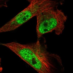 KIAA0556 Antibody, Novus Biologicals:Antibodies:Primary Antibodies
